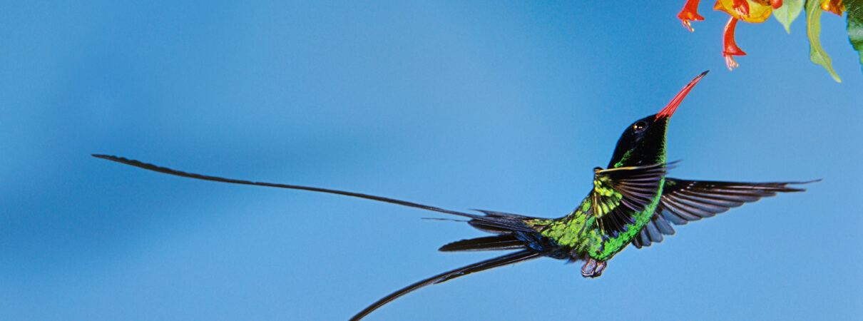 Red-billed Streamertail by Rolf Nussbaumer Photography/Alamy Stock Photo