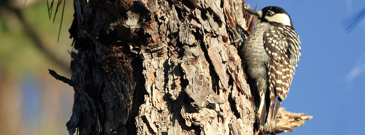 Red-cockaded Woodpecker by feathercollector/Shutterstock