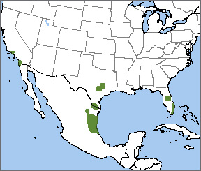 Red-crowned Parrot map, NatureServe