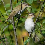 Red-eyed Vireo pair by FotoRequest, Shutterstock