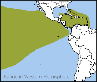 Red-footed Booby new world map, NatureServe