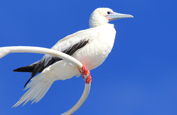 Red-footed Booby, Feathercollector, Shuttterstock