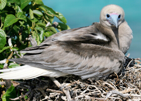 Red-footed Booby, Sophie Webb