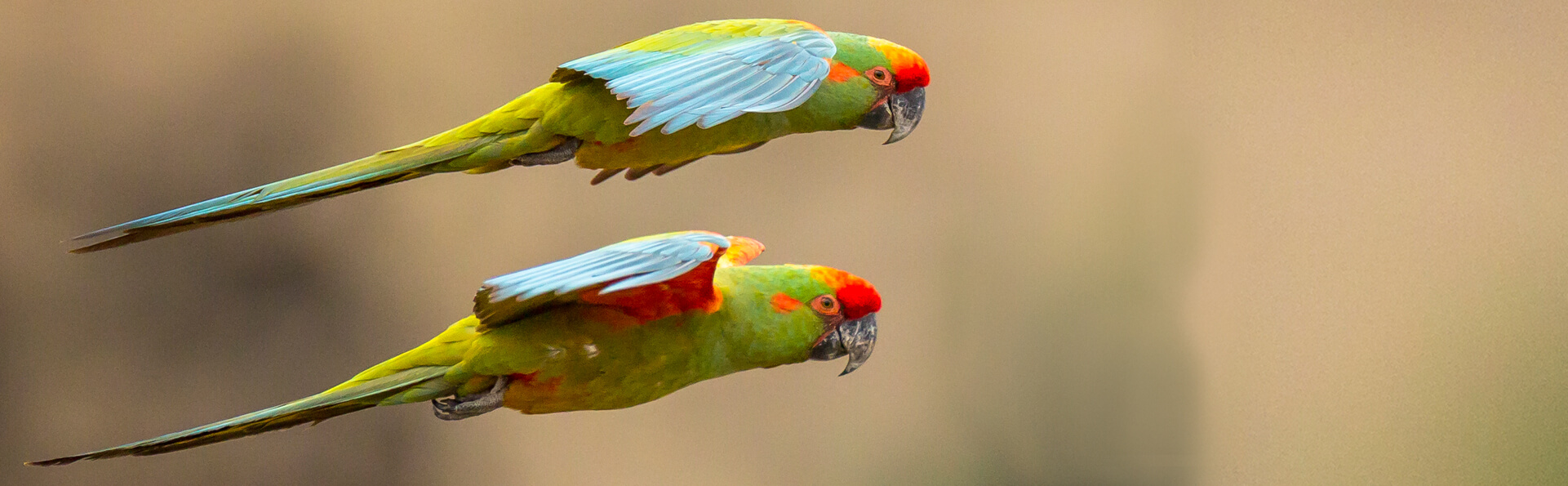 Red-fronted Macaws, Paul B. Jones