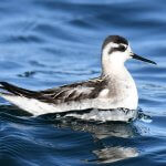 Red-necked Phalarope in winter plumage. Photo by David O. Hill