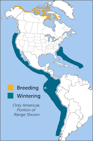 Red Phalarope range map by ABC