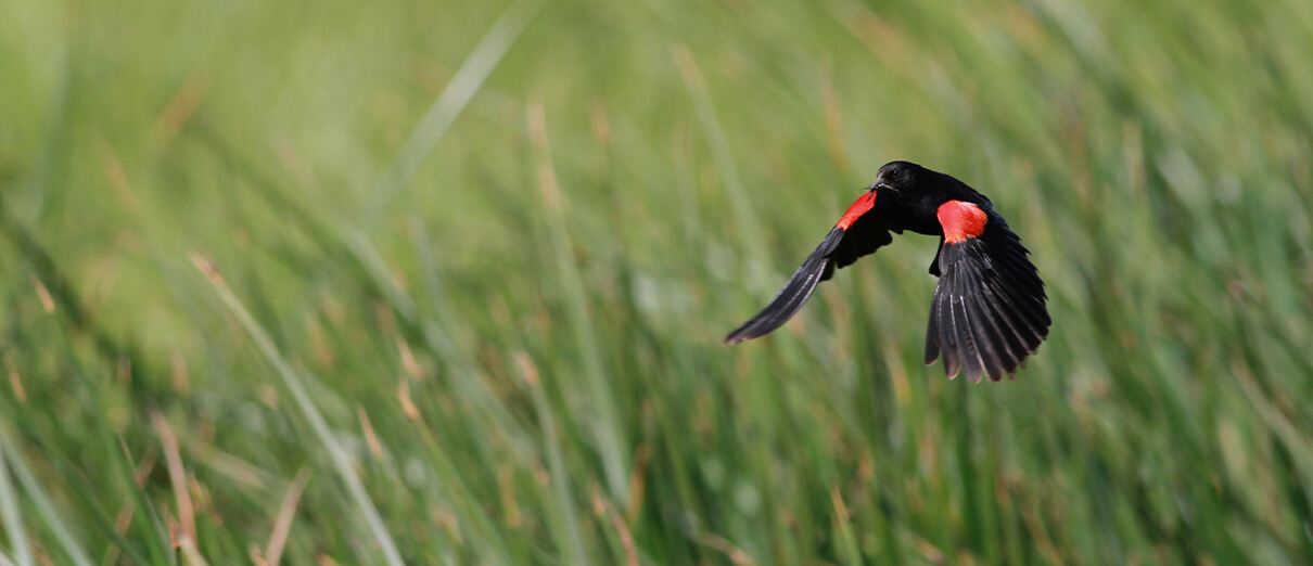 Red-winged Blackbird