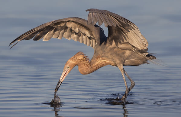 Reddish Egret, Kristian Bell, Shutterstock