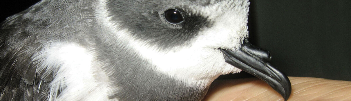 Ringed Storm-Petrel in hand, PGTC