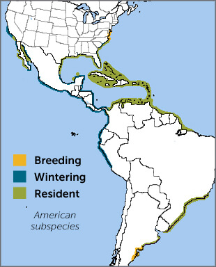 Royal Tern range map, NatureServe