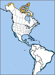 uddy Turnstone map, NatureServe