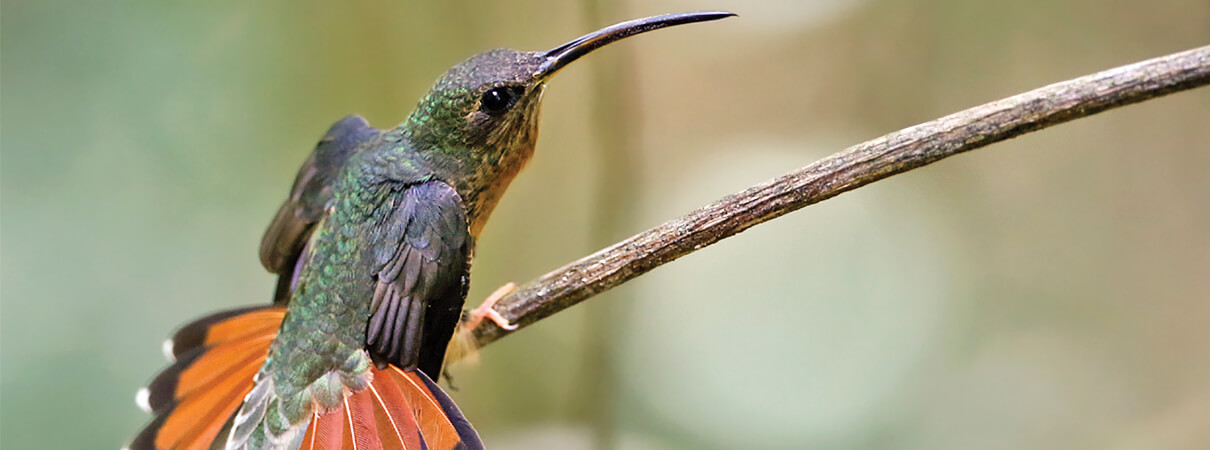 Rufous-breasted Hermit by Ciro Albano (hummingbirds)