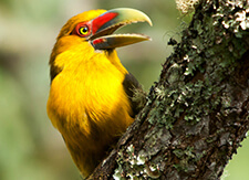 Saffron Toucanet, Tacio Philip Sansonovski, Shutterstock