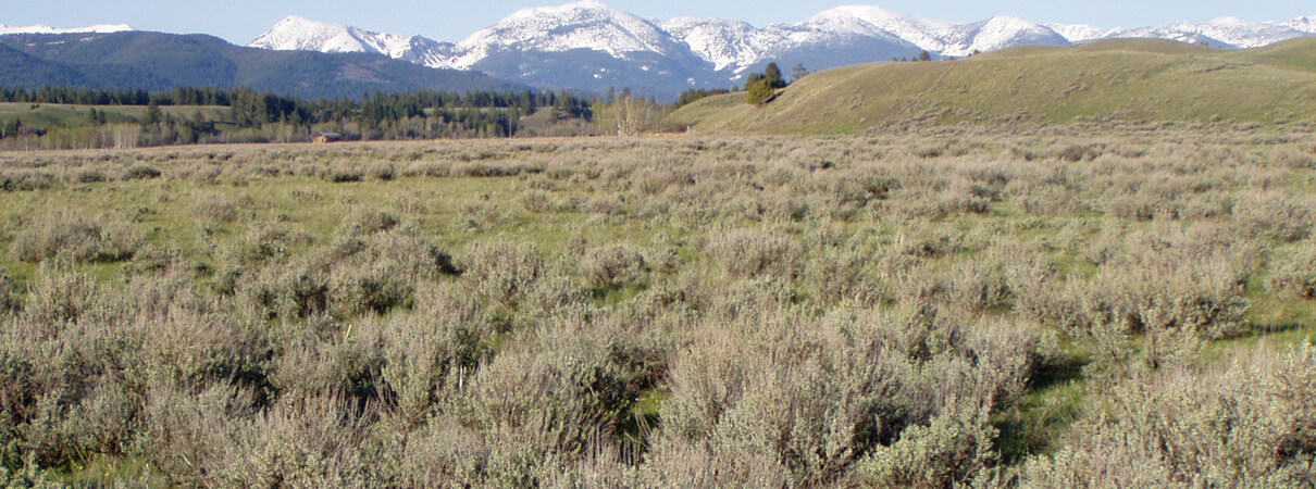 Sage habitat in the Blackfoot Valley. Photo by Dan Casey