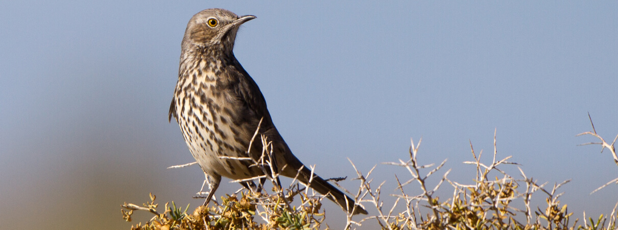 Sage Thrasher by Martha Marks/Shutterstock