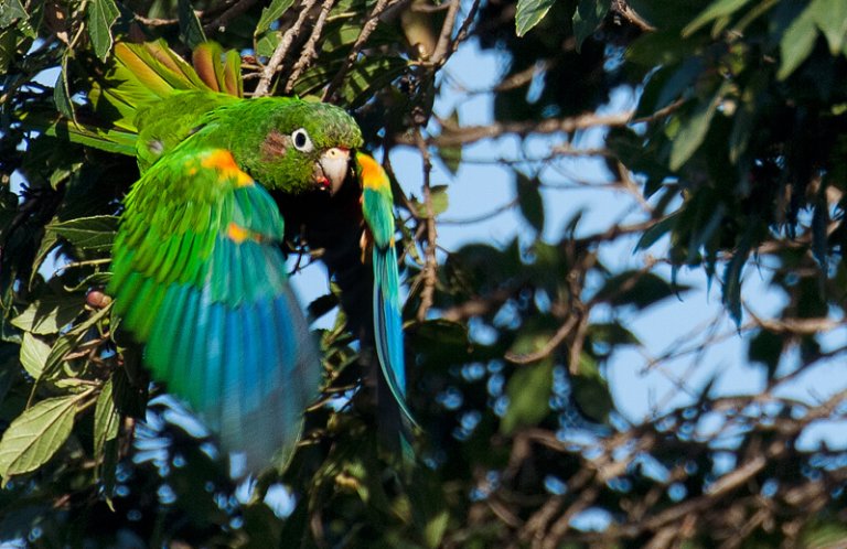 Santa Marta Parakeet, Murray Cooper