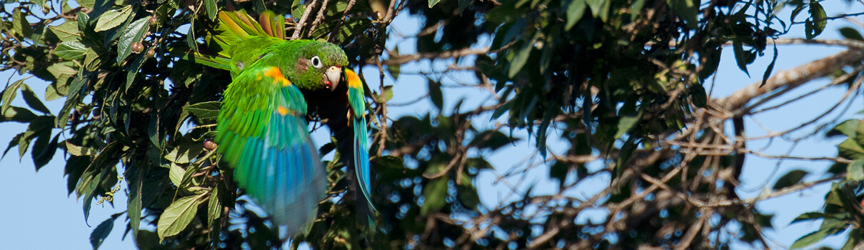 Artificial nest boxes have helped to boost the parakeets' population. Photo: Murray Cooper