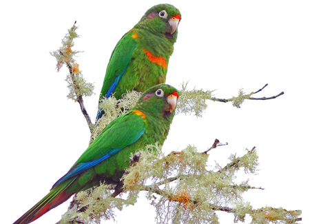 Santa Marta Parakeet, Greg Homel, Natural Elements Productions