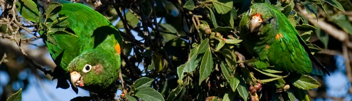 Santa Marta Parakeets, Murray Cooper