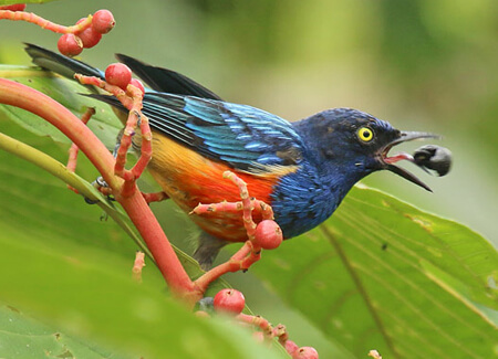 Scarlet-breasted Dacnis, Dusan Brinkhuizen