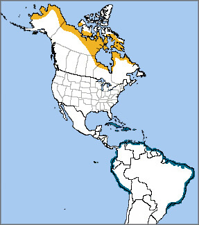 Semipalmated Sandpiper map, NatureServe