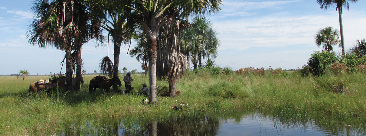 The Blue-throated Macaw expedition team pauses for a short break in the shade of some palms. Photo by Tijalle Boorsma