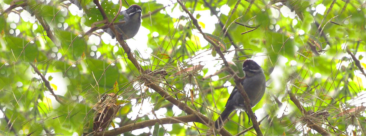 Slaty Brushfinch shows a darker moustachial stripe, darker gray underparts, and white wing speculum – features that distinguish it from the Antioquia Brushfinch. Photo by Dan Lebbin.