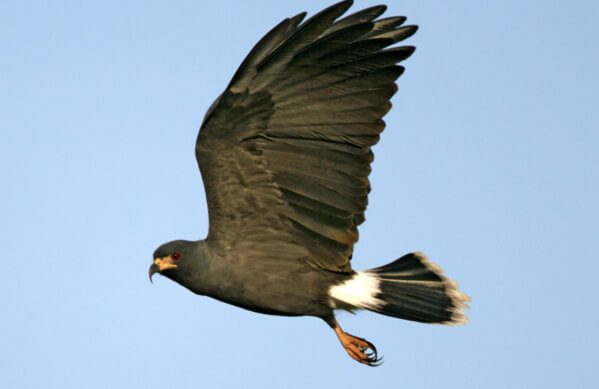 Snail Kite, Erni, Shutterstock