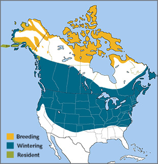 Snow Bunting range map