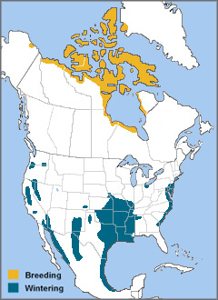 Snow Goose range map by ABC