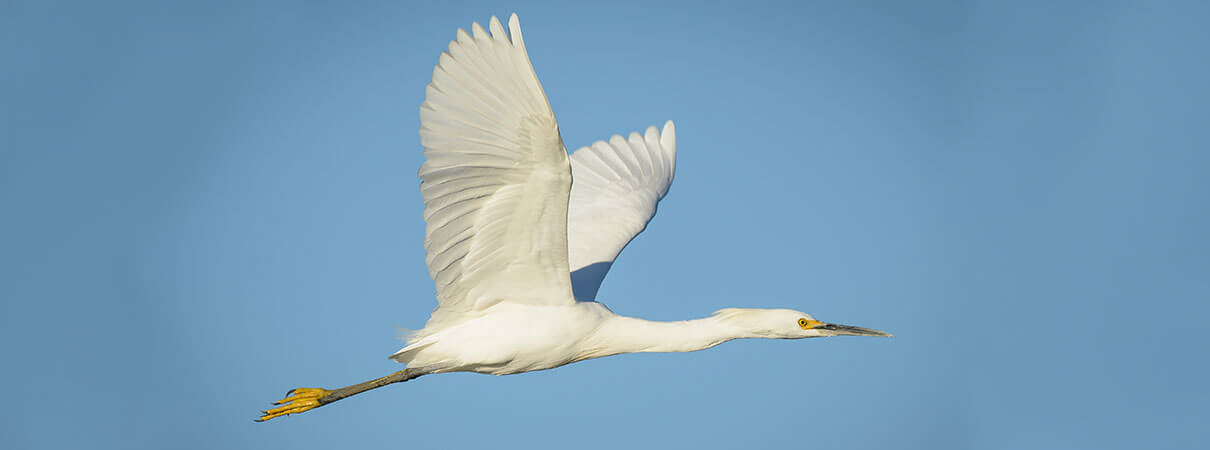 Snowy Egret in flight. Photo by Relentless Images/Shutterstock.