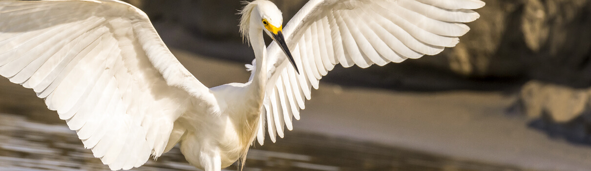 The Migratory Bird Treaty Act was a response to the slaughter and commercial trade of birds such as the Snowy Egret. Photo: Ivan Kuzmin/Shutterstock