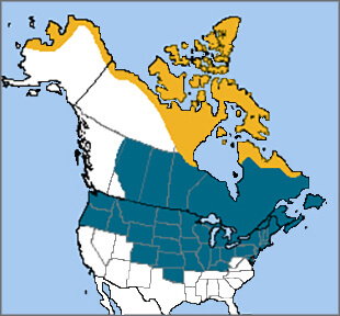 Snowy Owl range