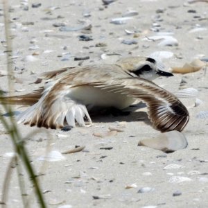 Snowy Plover showing broken wing display, Katheryn Harris