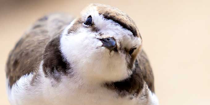 Help Beach-Nesting Birds