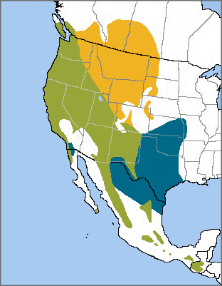 Spotted Towhee range map, NatureServe