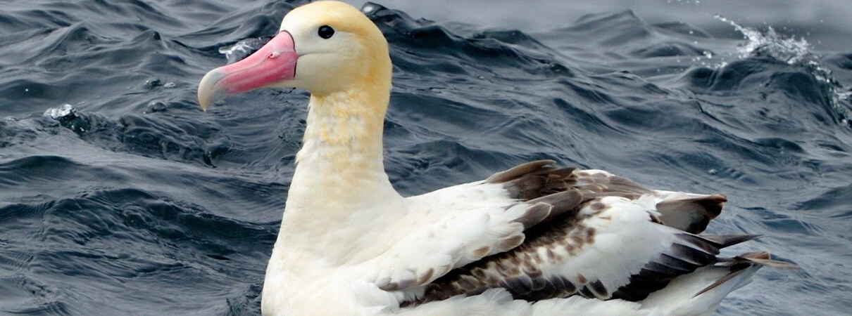 Short-tailed Albatross by Kirk Zufelt