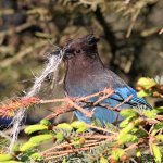 Steller's Jay gathering nesting material, Alaska. Photo by David Fisher.