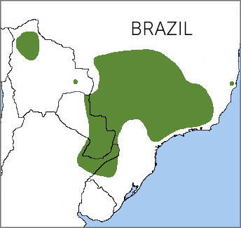 Streamer-tailed Tyrant map, NatureServe