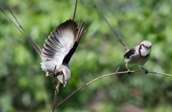 Streamer-tailed Tyrant, Daniel Alarcon