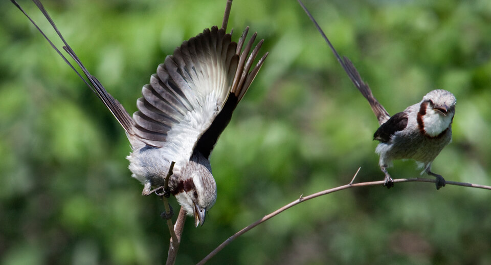 Streamer-tailed Tyrants, Daniel Alarcon/Asociación Armonia