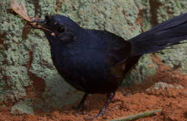 Stresemann's Bristlefront, Biodiversitas