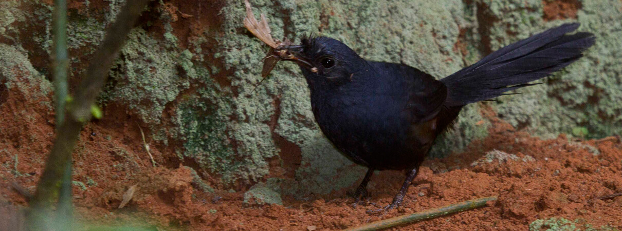 Streseman's Bristlefront, Biodiversitas