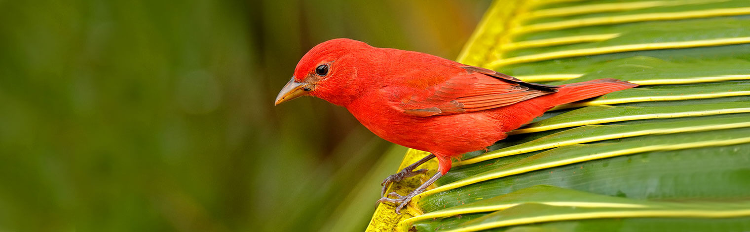 Summer Tanager, Ondrej Prosicky/Shutterstock