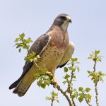 Swainson's Hawk by Steve Mlodinow, Macaulay Library at the Cornell Lab of Ornithology