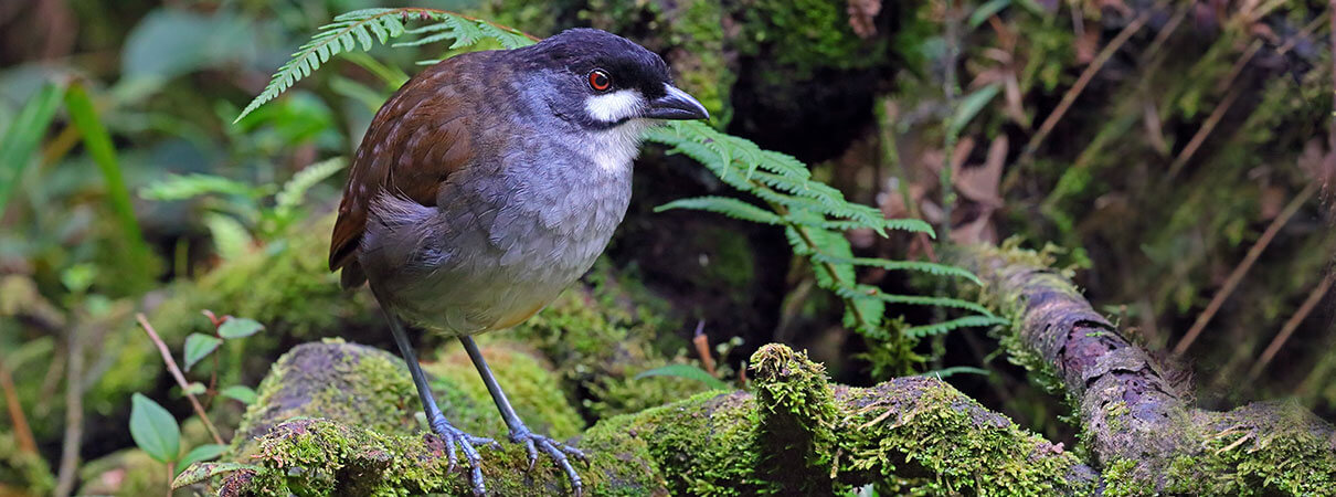 Jocotoco Antpitta. Photo by Greg Homel/Natural Elements Productions