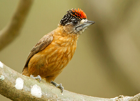 Tawny Piculet, Ciro Albano