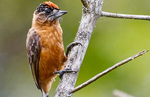 Tawny Piculet, Sergio Leal