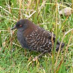 Black Rail. Photo by Mike Parr.