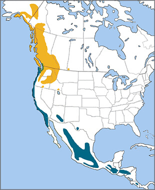 Townsend's Warbler range map_Cornell